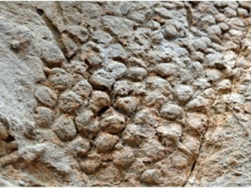 Huella que dejaron las escamas de uno de los últimos dinosaurios sobre una roca