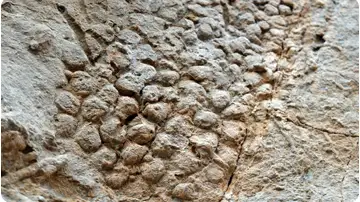 Huella que dejaron las escamas de uno de los últimos dinosaurios sobre una roca Huella que dejaron las escamas de uno de los últimos dinosaurios sobre una roca