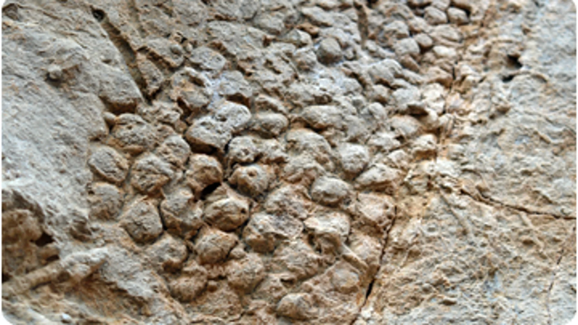 Huella que dejaron las escamas de uno de los últimos dinosaurios sobre una roca Huella que dejaron las escamas de uno de los últimos dinosaurios sobre una roca