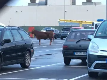 Vaca de 500 kilos en el parking de Nissan Vaca de 500 kilos en el parking de Nissan