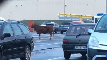 Vaca de 500 kilos en el parking de Nissan 