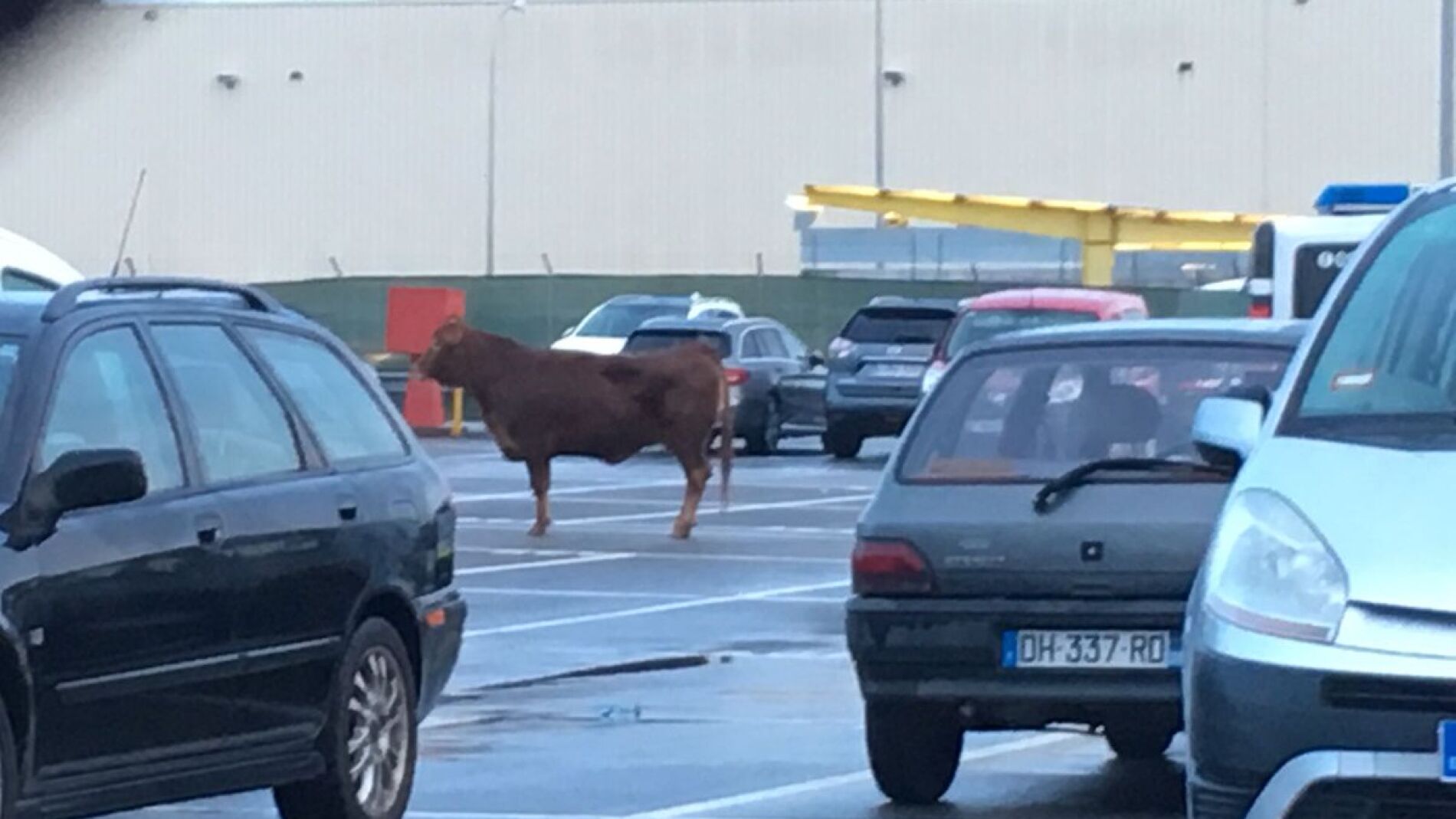 Vaca de 500 kilos en el parking de Nissan 