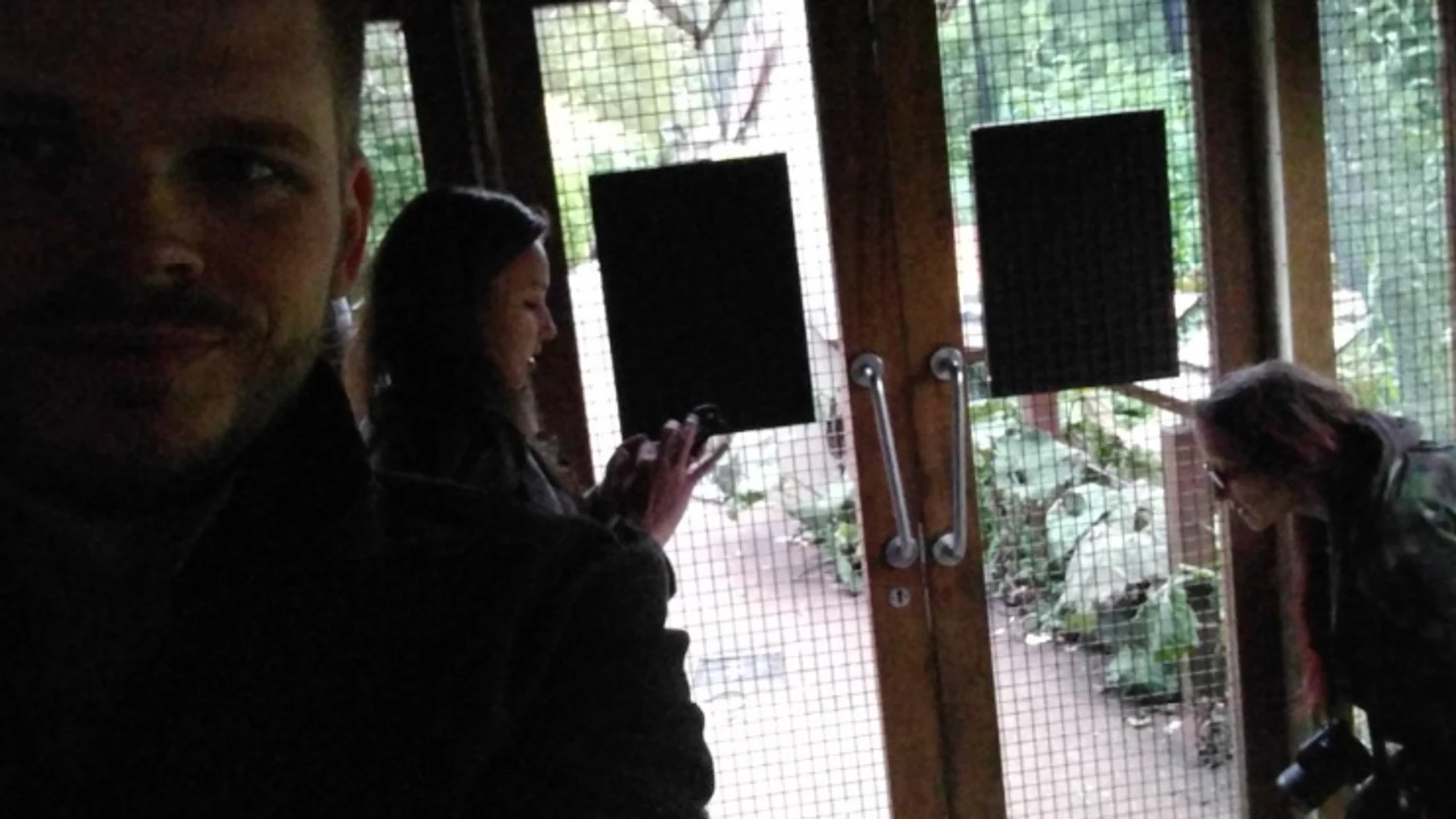 Varios visitantes escondidos tras escaparse un gorila del zoo Varios visitantes escondidos tras escaparse un gorila del zoo