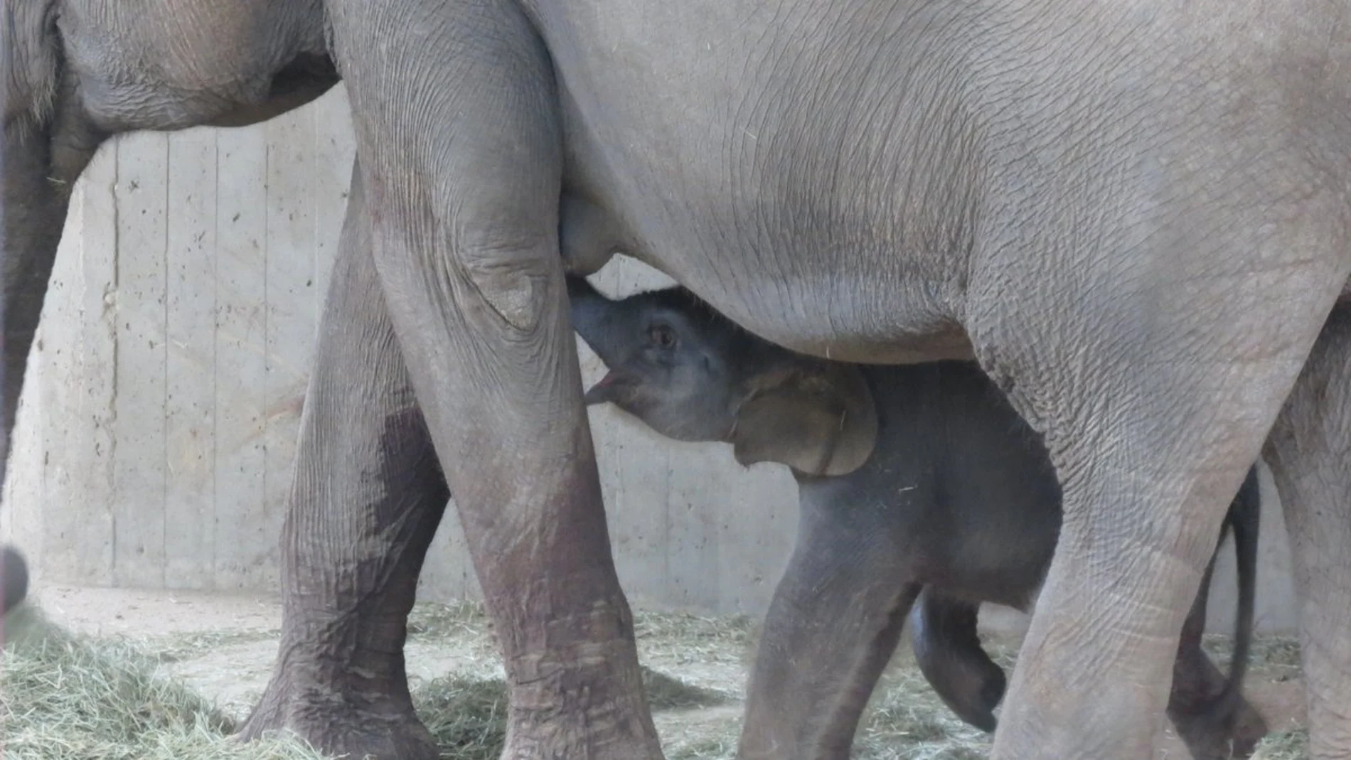 Tanto la cría como su madre se encuentran en buen estado de salud Tanto la cría como su madre se encuentran en buen estado de salud