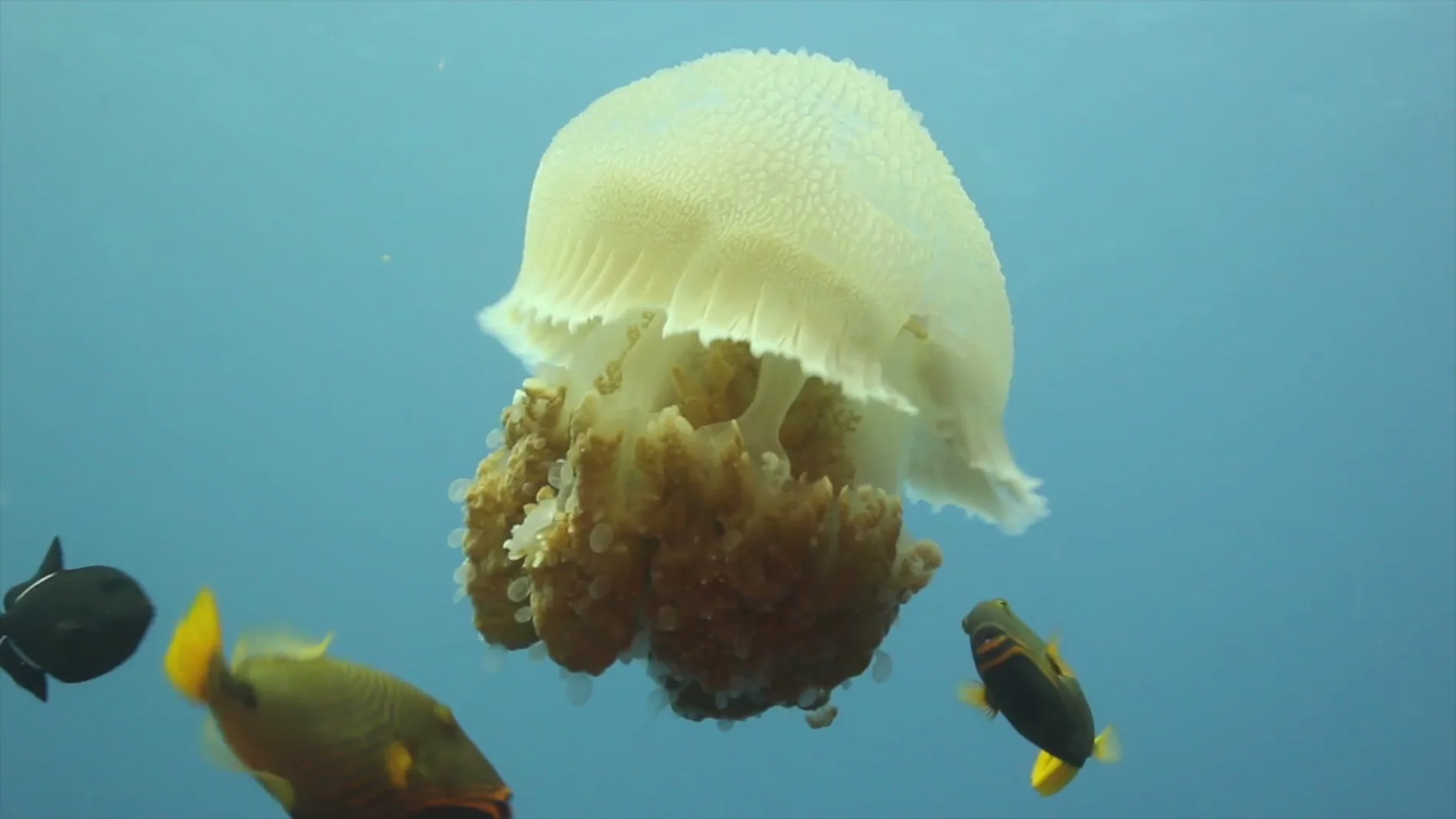 Medusas Medusas