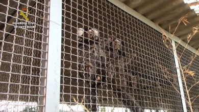 La Guardia Civil interviene 25 primates en una operación contra el tráfico de animales protegidos