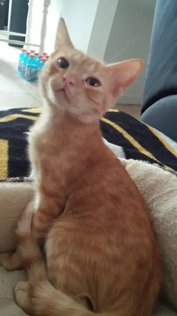 Davey, ya recuperado Davey, ya recuperado