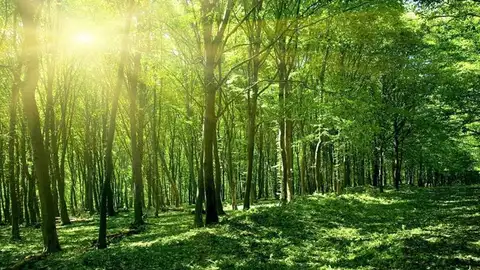 Así luce ahora el bonito bosque Así luce ahora el bonito bosque