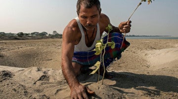Jadav plantando bambú tras conocer la noticia