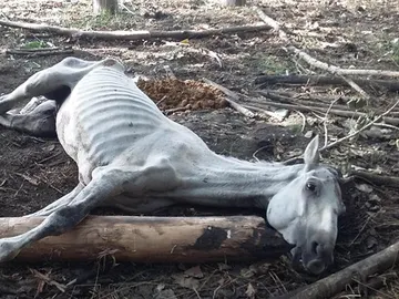 Imagen del caballo que fue abandonado por su dueño Imagen del caballo que fue abandonado por su dueño