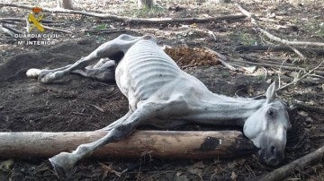 Imagen del caballo  que fue abandonado por su dueño