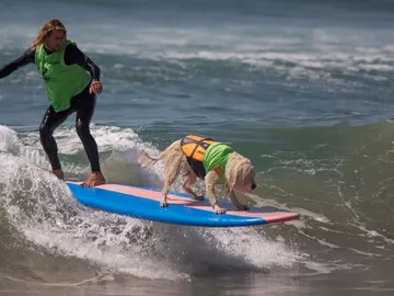 Competición de surf con mascotas Competición de surf con mascotas