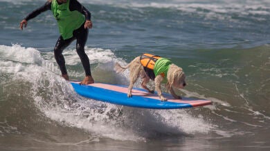 Nueva York aprueba una ley por la cual las mascotas podrán ser enterradas con sus dueños
