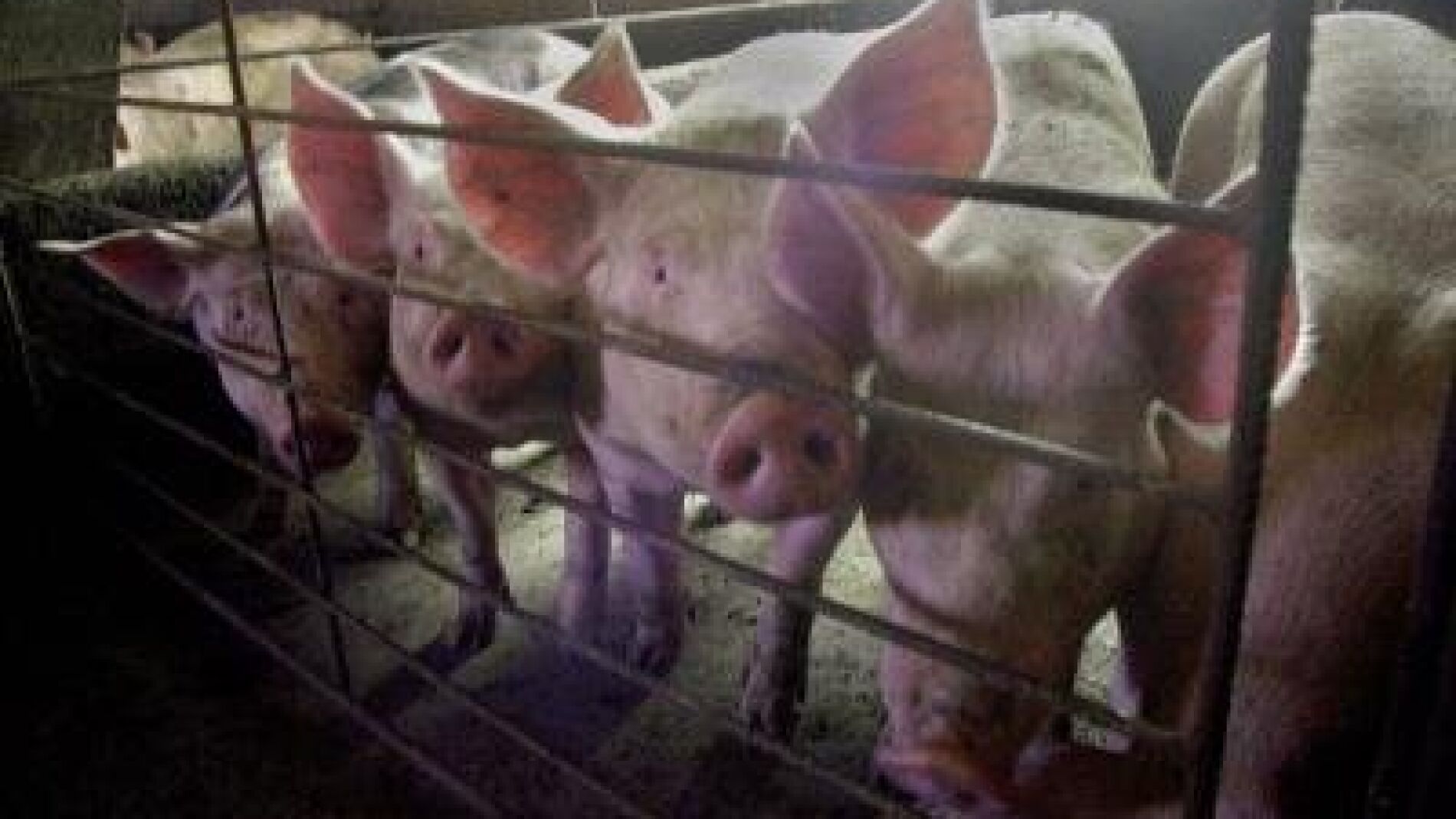 Cerdos en una granja