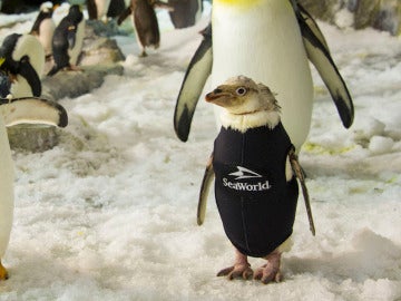 Wonder Twinm luce su esmoquin de neopreno junto a sus compañeros pingüinos