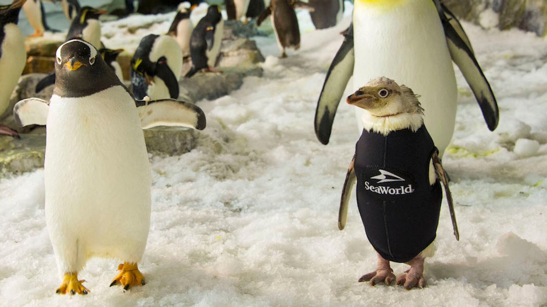 Wonder Twinm luce su esmoquin de neopreno junto a sus compa&ntilde;eros ping&uuml;inos