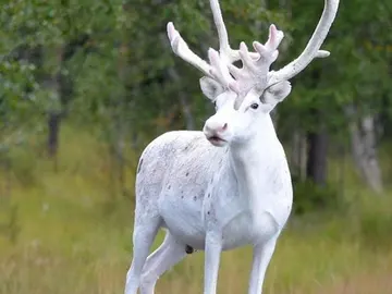 El reno blanco El reno blanco