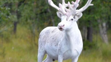 Un turista consigue fotografiar a uno de los pocos ejemplares de reno blanco en un bosque de Suecia