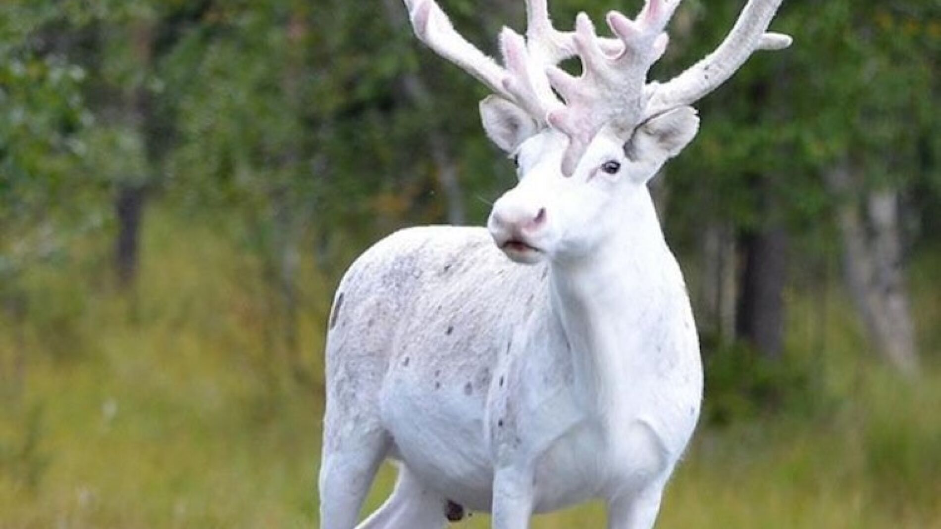 El reno blanco