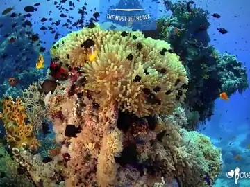 Frame 1.240939 de: Una aplicación desarrollada en España, nos muestra en 360 grados el fondo marino Frame 1.240939 de: Una aplicación desarrollada en España, nos muestra en 360 grados el fondo marino