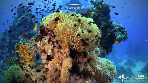 Frame 1.240939 de: Una aplicaci&oacute;n desarrollada en Espa&ntilde;a, nos muestra en 360 grados el fondo marino