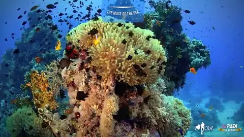 Frame 1.240939 de: Una aplicación desarrollada en España, nos muestra en 360 grados el fondo marino Frame 1.240939 de: Una aplicación desarrollada en España, nos muestra en 360 grados el fondo marino