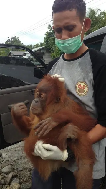 Un equipo de rescate libera a Mingky Un equipo de rescate libera a Mingky