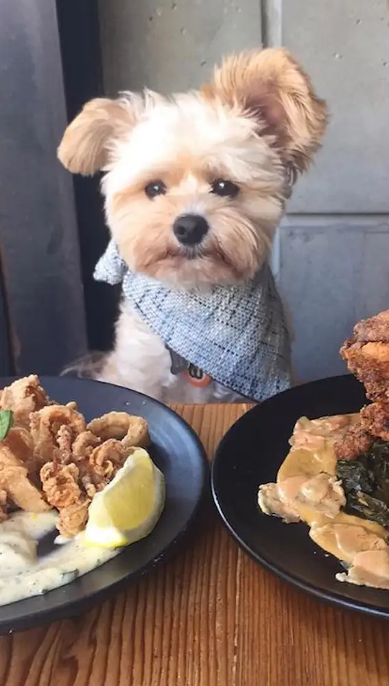 El perro foodie de Instagram