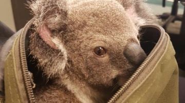 El koala fue encontrado en una mochila cerrada