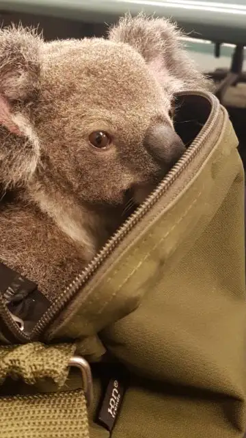 El koala fue encontrado en una mochila cerrada El koala fue encontrado en una mochila cerrada