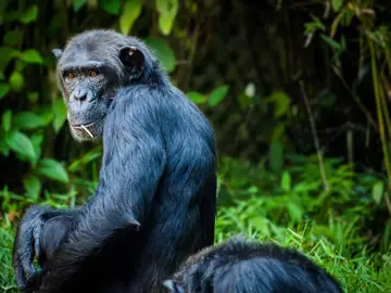 Chimpancé en la selva Chimpancé en la selva