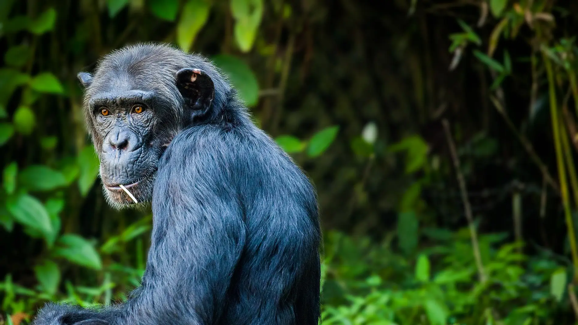 Chimpancé en la selva