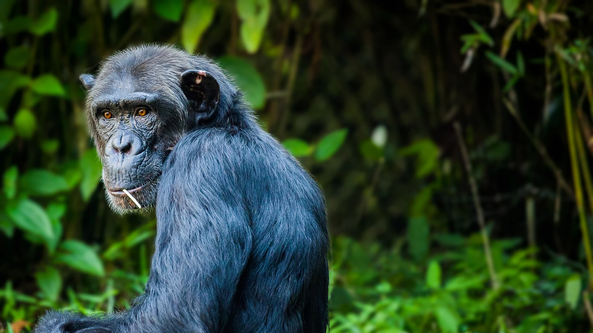 Chimpancé en la selva Chimpancé en la selva