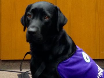 Merel, la labradora que ayuda a los menores