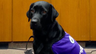 Merel, la labradora que calma y ayuda a los menores a declarar en juicios