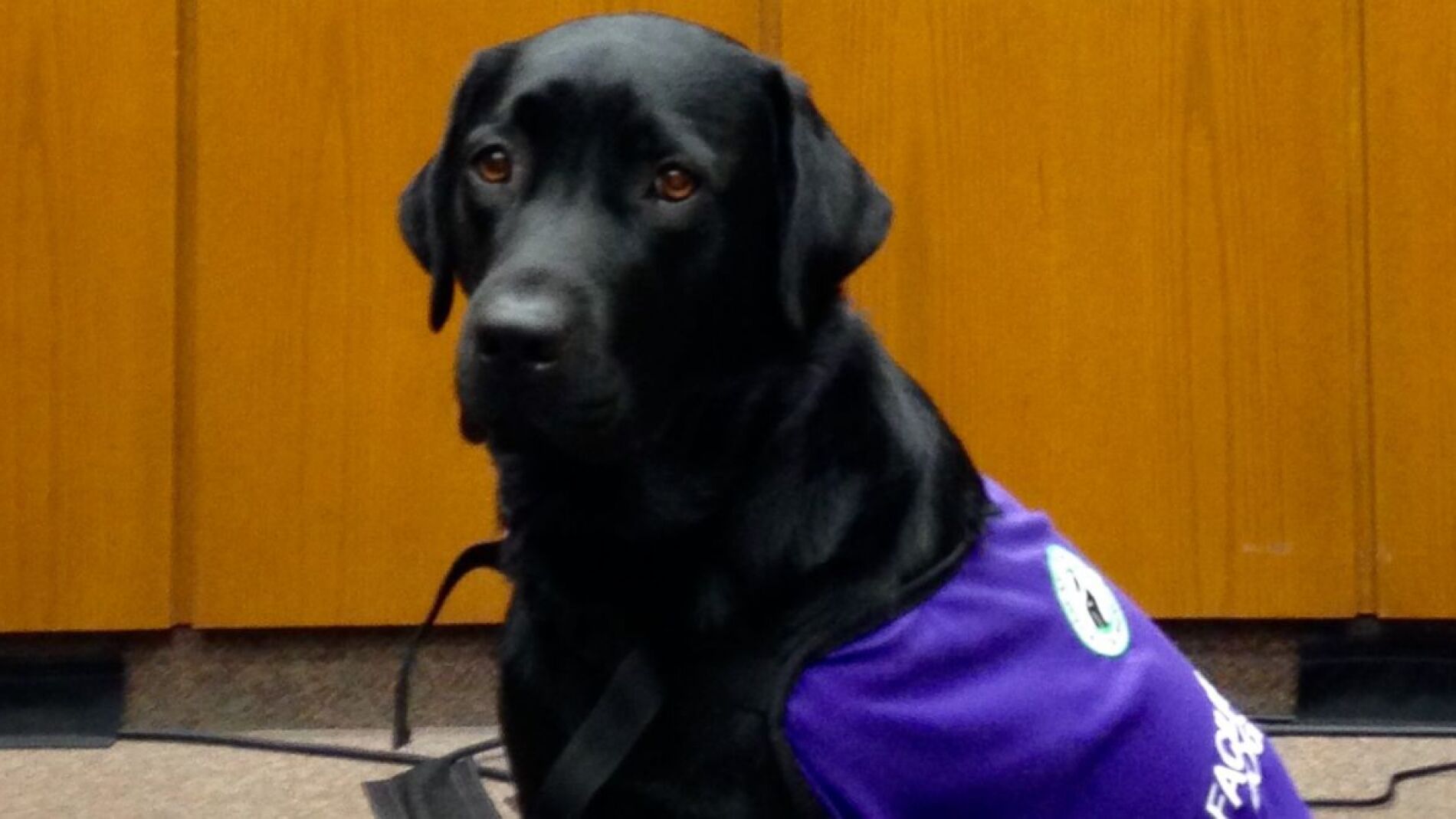 Merel, la labradora que ayuda a los menores