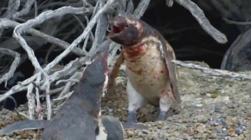 Los pingüinos durante la pelea