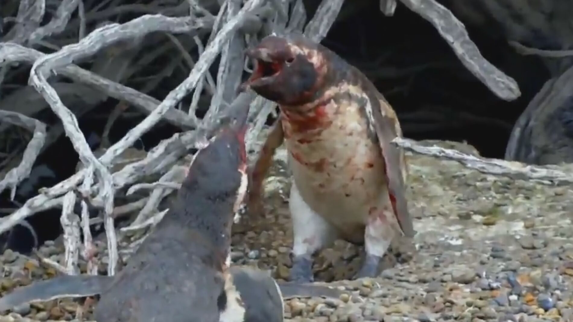 Los ping&uuml;inos durante la pelea