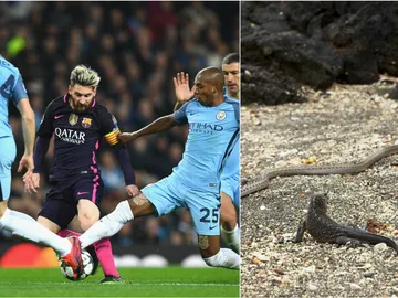 Curiosa comparación de una iguana con Leo Messi Curiosa comparación de una iguana con Leo Messi