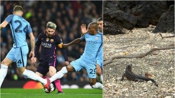 Curiosa comparación de una iguana con Leo Messi