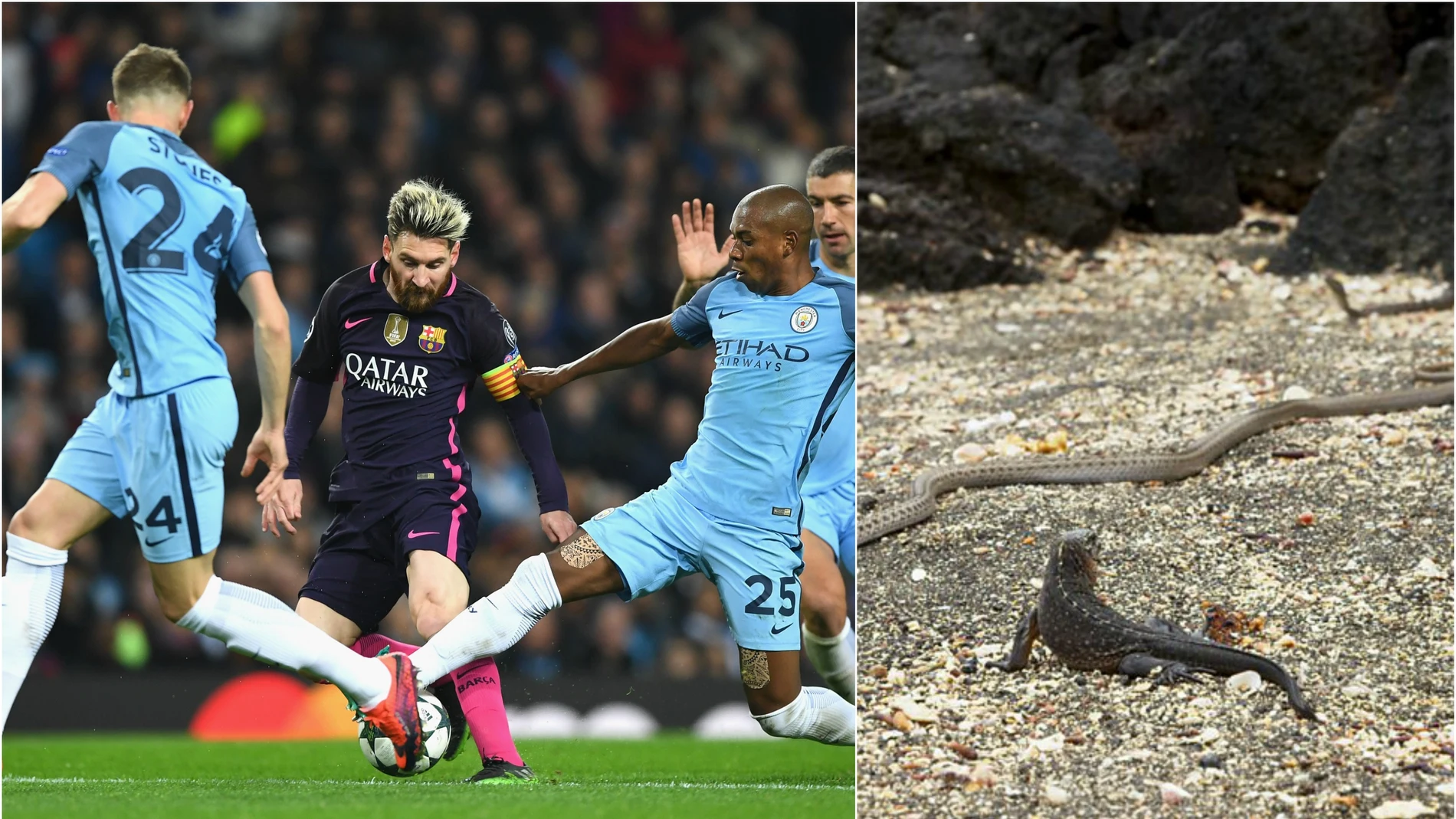 Curiosa comparación de una iguana con Leo Messi Curiosa comparación de una iguana con Leo Messi