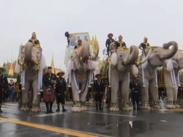 Frame 6.863906 de: Desfile de elefantes blancos como homenaje al monarca tailandés fallecido