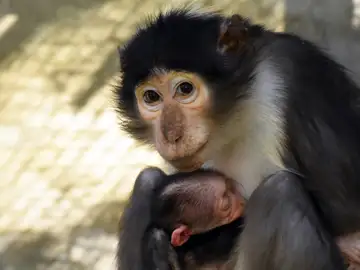 Mangabey gris Mangabey gris