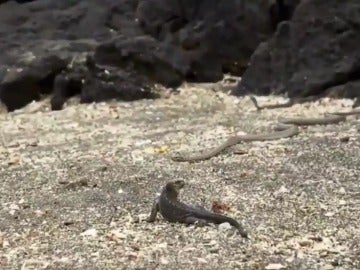 El lagarto intenta salir con vida de un nido de serpientes 