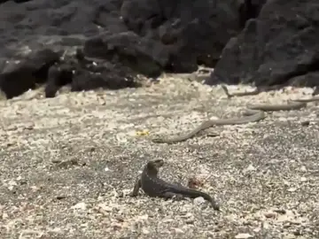 El lagarto intenta salir con vida de un nido de serpientes El lagarto intenta salir con vida de un nido de serpientes