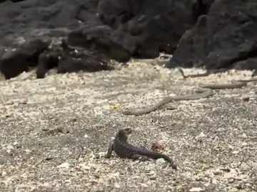 El lagarto intenta salir con vida de un nido de serpientes El lagarto intenta salir con vida de un nido de serpientes