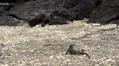La impactante persecución de decenas de serpientes a un lagarto se vuelve viral
