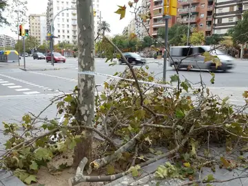 Una rama caída en Barcelona Una rama caída en Barcelona