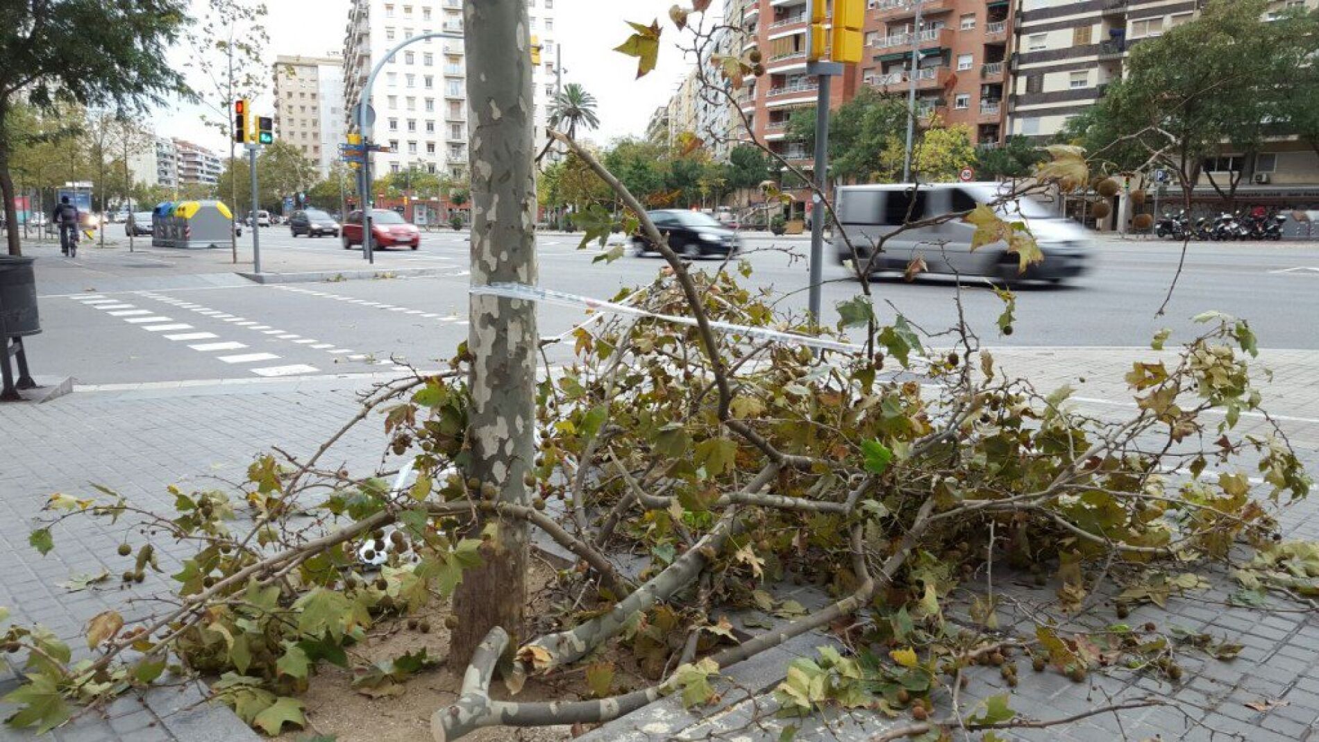 Una rama ca&iacute;da en Barcelona