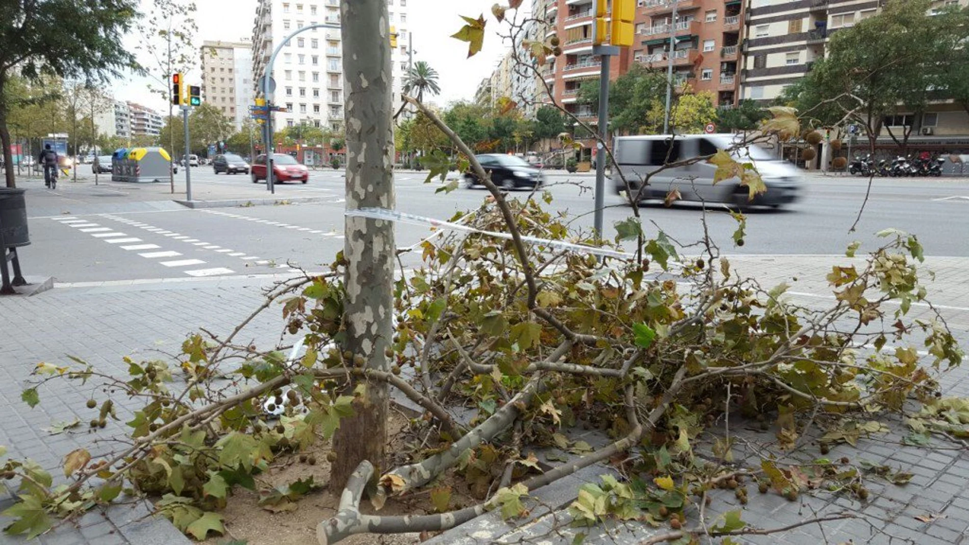 Una rama caída en Barcelona Una rama caída en Barcelona
